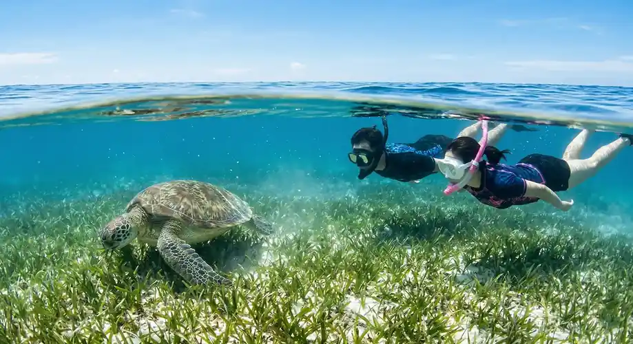 Green sea turtle swimming in the clear Semporna waters Noura Resort