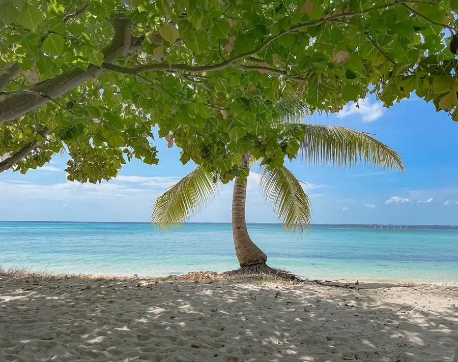 Scenic beach with a single palm tree during island hopping Noura Resort
