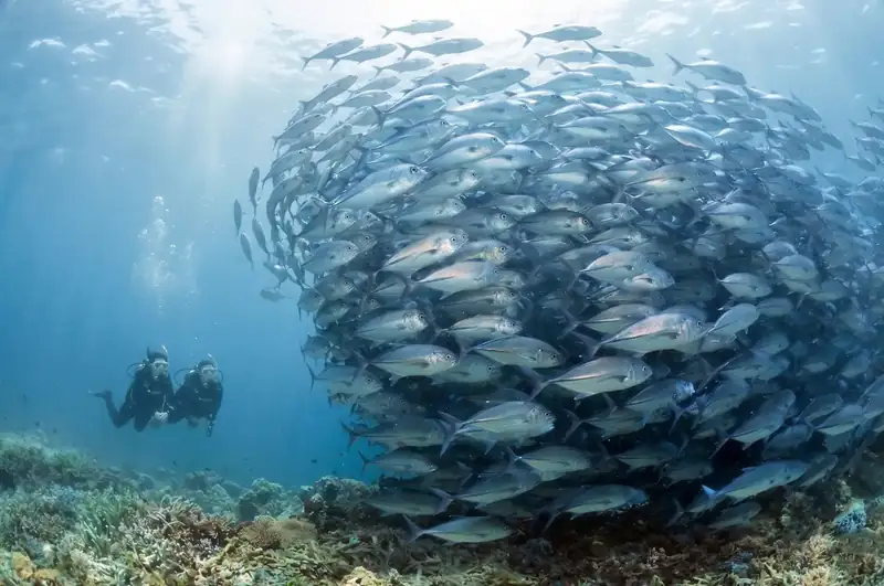 Scuba diving session at the famous Sipadan Marine Park Noura Resort